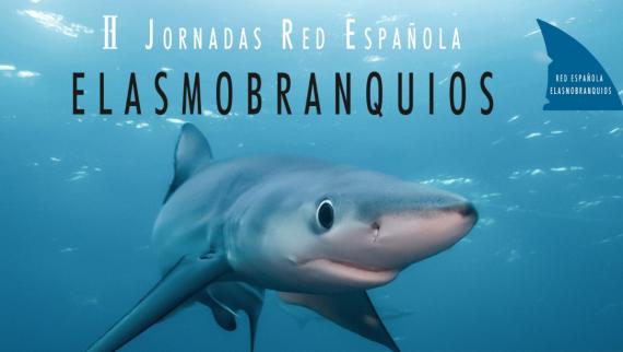 Elasmobranquios