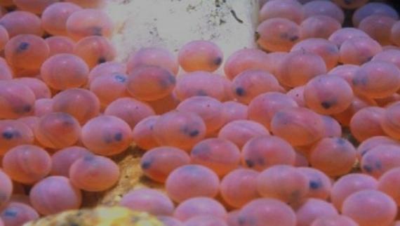 Salmon eggs