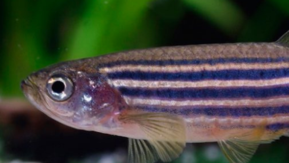 Peixe cebra (Danio rerio). 