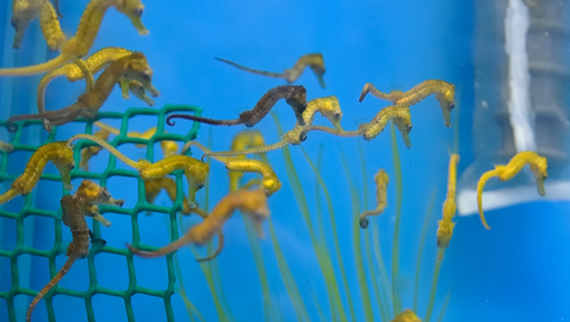 Cabaliños de mar nun acuario