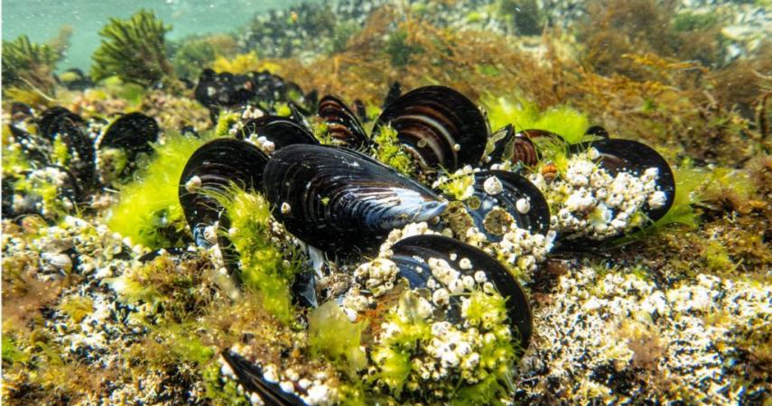 Mejillones en el fondo