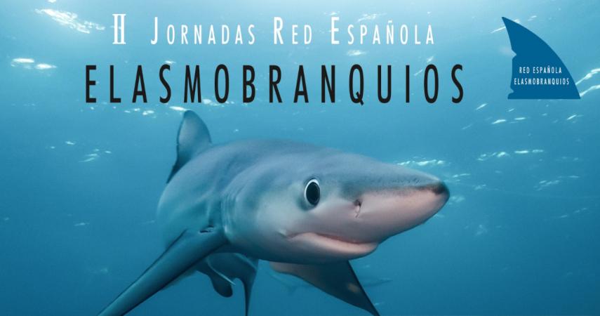 Elasmobranquios