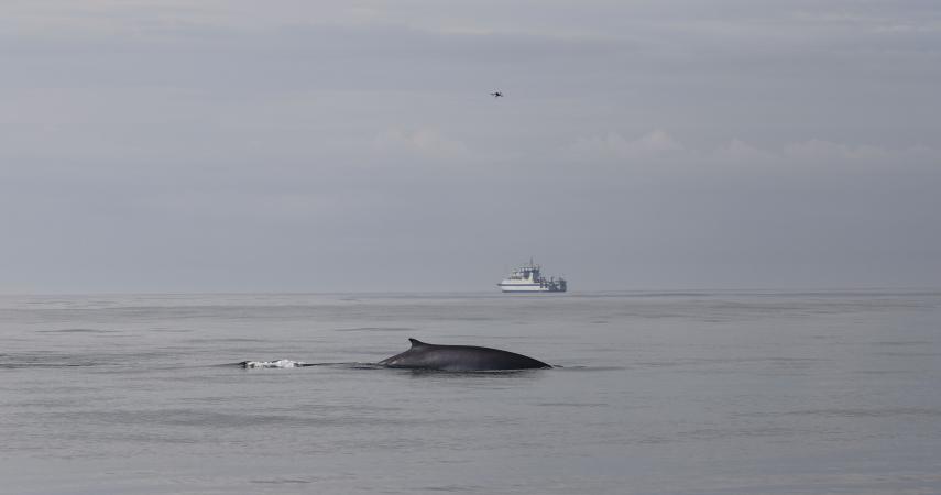 Un rorcual asomando a súa aleta pola superficie da auga.