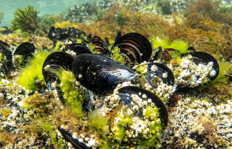 Mejillones en el fondo