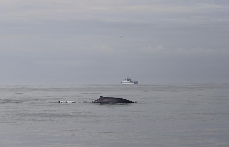 Un rorcual asomando a súa aleta pola superficie da auga.